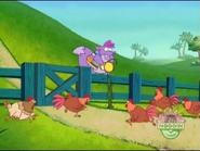 The chickens do! Here they come to get their food.