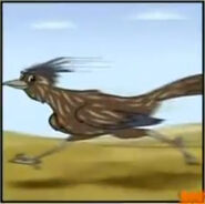 A roadrunner running super fast