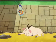 He's heading towards a sleeping goat!