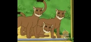Puma team
