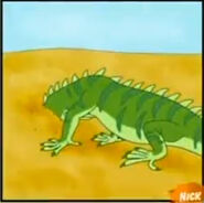 A green iguana putting its head in the sand