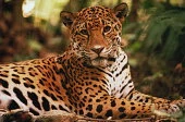 Jaguar (V3)