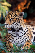Jaguar (1)