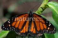 Monarch butterfly