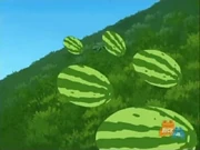 The Watermelons