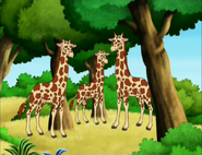 How many giraffes are there?