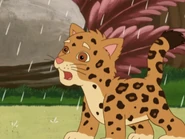 Baby Jaguar is surprised!