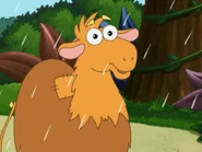So that camel does not belong in the rainforest.