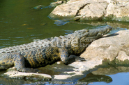 Real life crocodile.