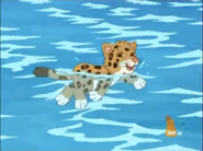 Baby Jaguar swimming