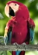 Scarlet macaw