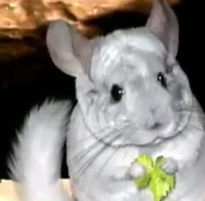 Chinchilla