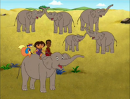 Six elephants!