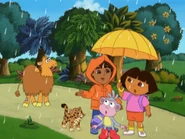 Diego has never seen a camel in the rainforest.