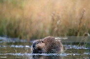Beaver