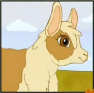 A llama with a short neck