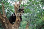 Real life spectacled bears.