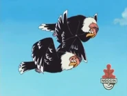 (condors squawking)