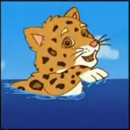 A jaguar swimming