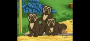 Spectacled Bear team