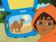 Right! A camel lives where it's sunny.