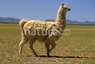 Picture of real life llama.