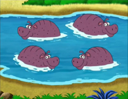 How many hippos are there?