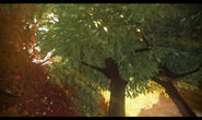 caretakers of the enchanted forest all,
