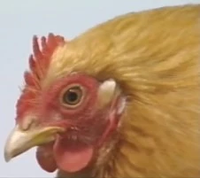 Gallery of studio-filmed animal species | Dorling Kindersley Vision