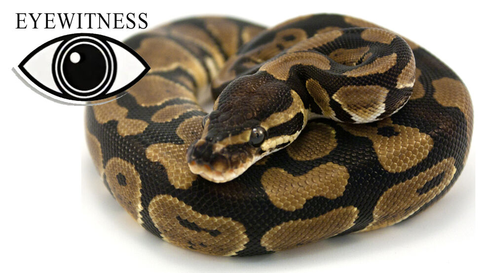 その他 Nature: Reptiles [DVD] Ultimate Reptileopedia: The Most Complete Reptile Reference
