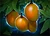 Mango Tree icon