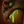 Poison (Boar) icon.png