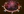 Bounty Hunter Lookout icon