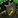 Nature's call icon.png