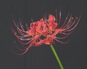 Lycoris flower