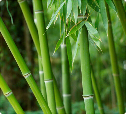 Bamboo - Wikipedia