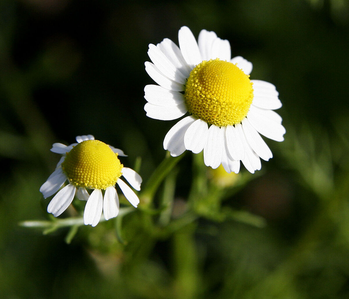 Chamomile | Description of the World Wiki | Fandom