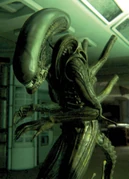 Xenomorph
