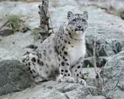 Snow Leopard