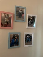 Mary's dog in costumes