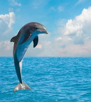 Dolphin