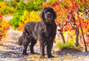 Newfoundland