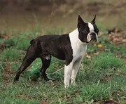 Boston Terrier