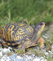 Box Turtle