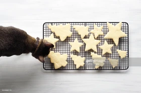 "Tomorrow on the Double, the Snacklog & the Catlog..