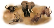 "Big Five" animals