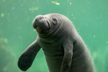 Manatee