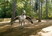 hippogriff