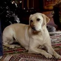 Robert Crawley S Dogs Downton Abbey Wiki Fandom