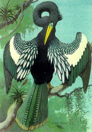 Anhinga